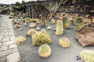 Jardín con rocas